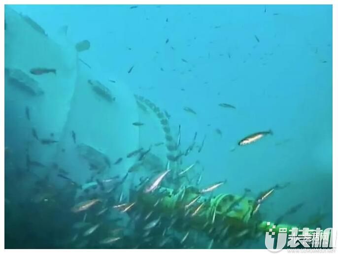 微软海底服务器影像曝光：鱼类非常喜欢
