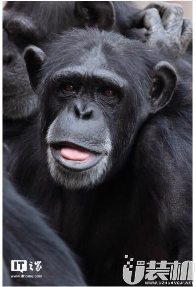想不到吧，除了黑猩猩，你的基因跟香蕉最相似，我都惊呆了！