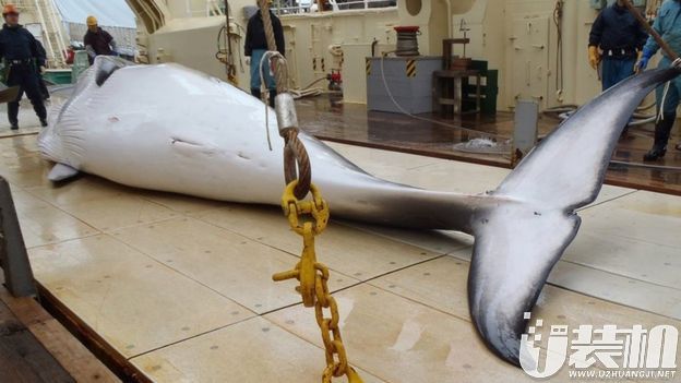 日本仍每年捕杀200-1200条鲸鱼：用于科研，最终是为了上餐桌