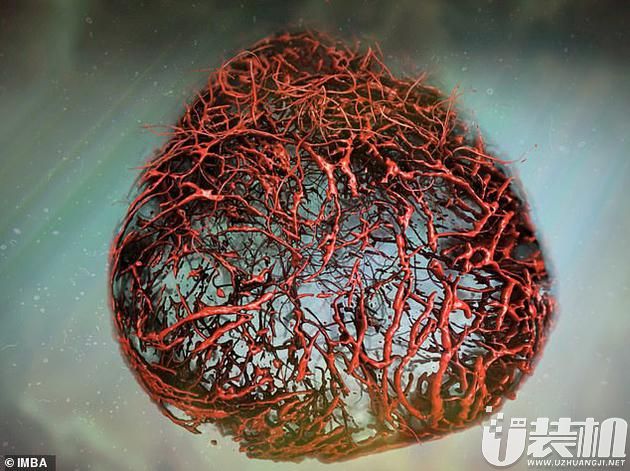 科学家首次成功在实验室中培育出了“完美”的人类血管