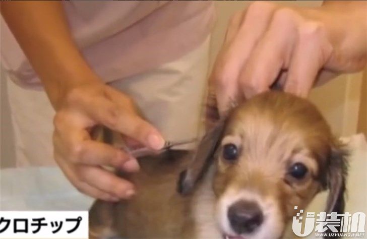 日本通过《动物爱护法》修正案：要求给宠物猫狗植入个体识别芯片，以防饲主丢弃